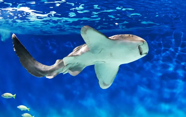 大洗水族館