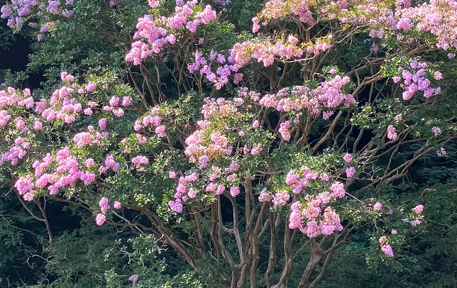夏に咲く百日紅の花