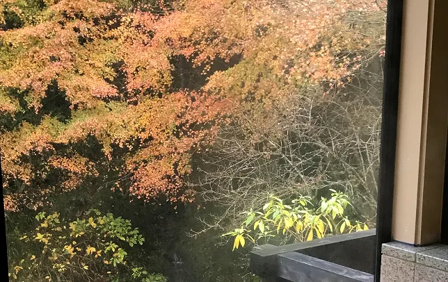 秋に色づく紅葉