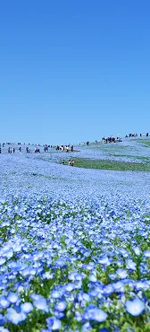 一面に咲くネモフィラの丘