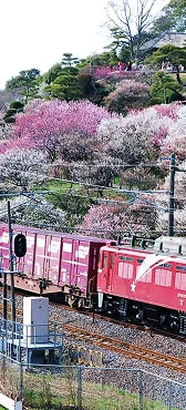 梅の花と列車